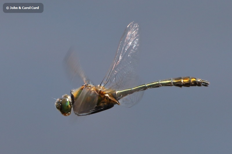 J18_1388 Cordulia aenea male.JPG